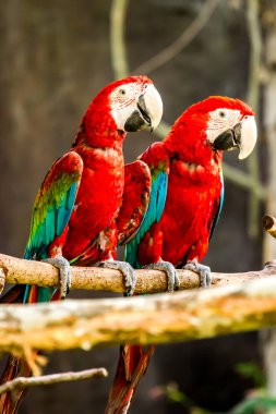 Chiangmai gece safarisinde papağan, Chiangmai Tayland