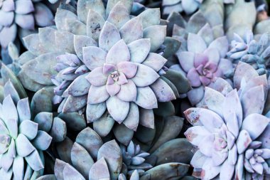 Kraliçe Sirikit Botanik Bahçesinde kaktüs, Chiangmai Tayland