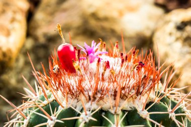 Kraliçe Sirikit Botanik Bahçesinde kaktüs, Chiangmai Tayland