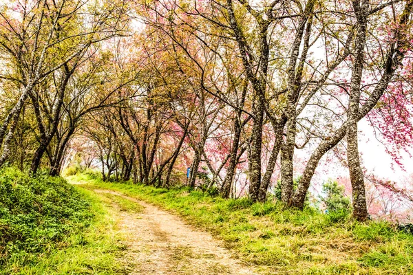 Khunwang 'daki vahşi Himalaya kirazı kraliyet proje geliştirme senti.