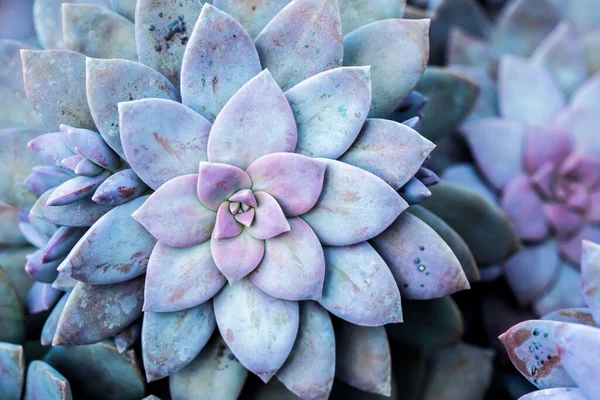 Kraliçe Sirikit Botanik Bahçesinde kaktüs, Chiangmai Tayland