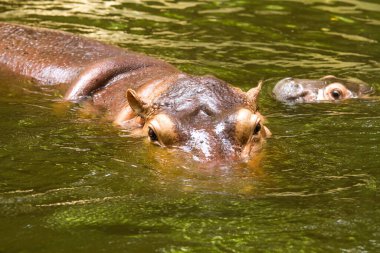 Su aygırı, Chiangmai hayvanat bahçesinde yüzüyor.