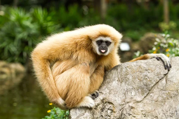 Chiangmai hayvanat bahçesindeki Gibbon Chiangmai Tayland