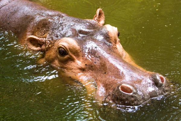Ippopotamo Nuotare Nello Zoo Chiangmai Chiangmai Thailandia — Foto Stock