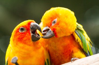 Gece Safarisi Chiangmai Tayland 'da papağan