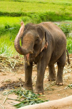 Tayland fili chiangmai Tayland