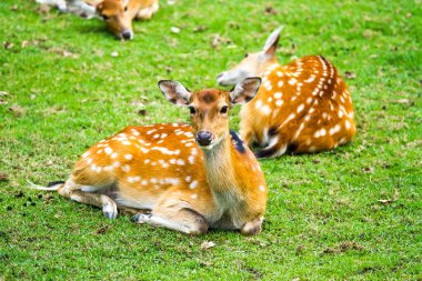 Gece Safarisi Chiangmai Tayland 'da geyik
