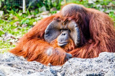 Orangutan Chiangmai hayvanat bahçesinde Chiangmai Tayland