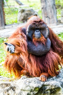 Orangutan Chiangmai hayvanat bahçesinde Chiangmai Tayland
