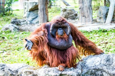 Orangutan Chiangmai hayvanat bahçesinde Chiangmai Tayland