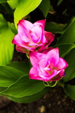 Siam lale veya sokağa çıkma yasağı Chiangmai Tayland