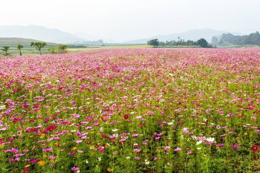 Tayland 'ın Chiangrai eyaletindeki Singha Park' taki güzel bahçe.