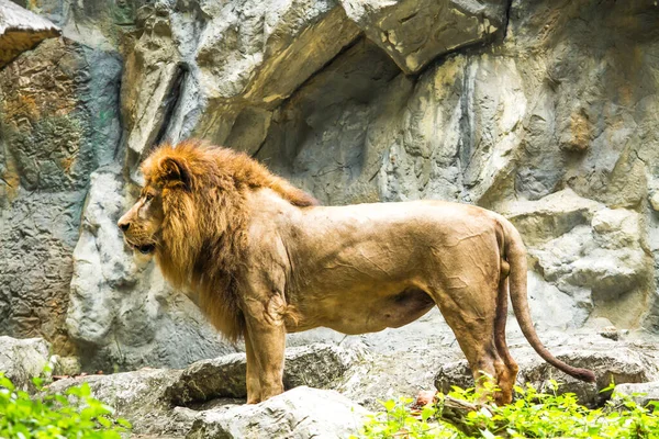 Chiangmai hayvanat bahçesindeki aslan Chiangmai Tayland
