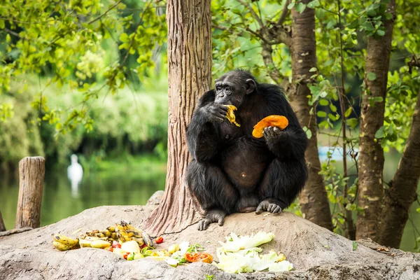Chiangmai-Nightsafari 'deki şempanze Chiangmai Tayland
