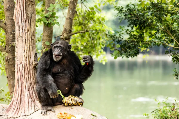 Chiangmai-Nightsafari 'deki şempanze Chiangmai Tayland