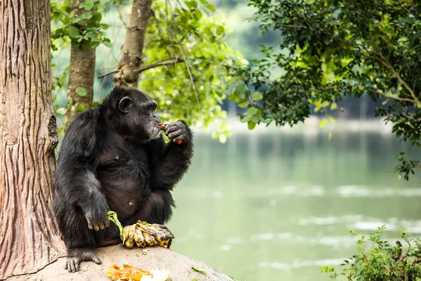 Chiangmai-Nightsafari 'deki şempanze Chiangmai Tayland