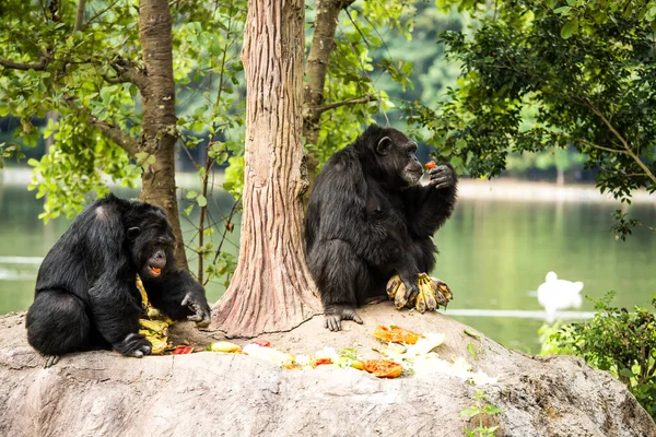 Schimpanse Chiangmai Nachtsafari Chiangmai Thailand — Stockfoto