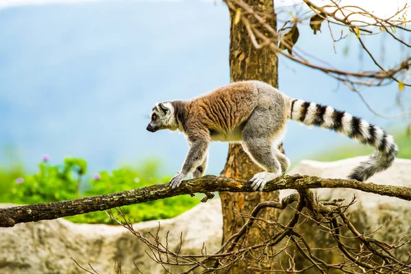 Lemur gece yarısı Chiangmai Tayland 'da.