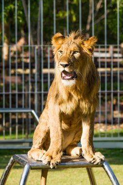 Chiangmai gece safarisinde genç aslan Chiangmai Tayland