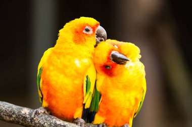 Gece Safarisi Chiangmai Tayland 'da papağan