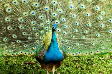 Gece safarisinde mavi tavus kuşu Gece safarisinde Chiangmai Tayland 'da ördek