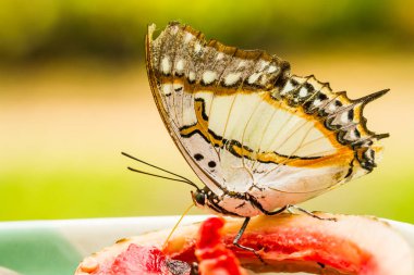 Gece vardiyasında meyve yiyen kelebek Chiangmai Tayland