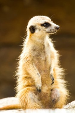 Gece Safarisi Chiangmai Tayland 'da mirket 