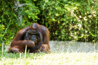 Orangutan Chiangmai hayvanat bahçesinde Chiangmai Tayland