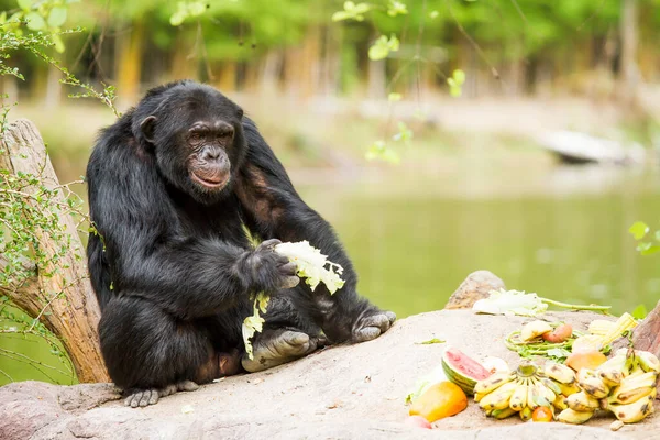 Schimpanse Chiangmai Nachtsafari Chiangmai Thailand — Stockfoto