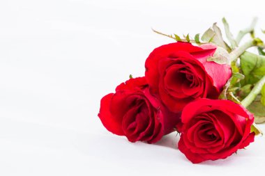 Yakın çekim ve ıssız güzel kırmızı Tayland gülü 