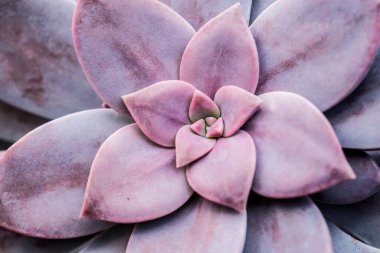 Kraliçe sirikit botanik bahçesinde sulu, Chiangmai Tayland.