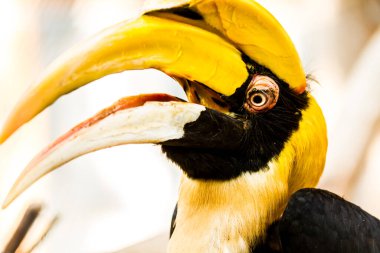 Chiangmai gece safarisinde boynuz tasarısı, Chiangmai Tayland