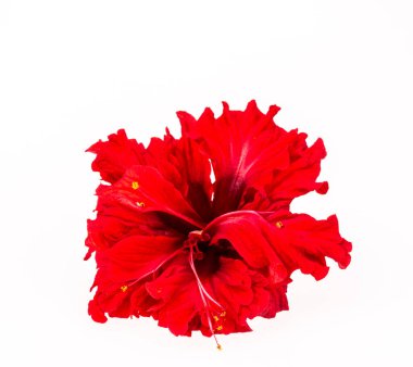 Beyaz arkaplanda kırmızı amber çiçeği