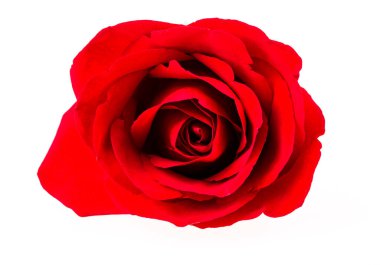 Beyaz arkaplanda kırmızı gül.