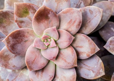 Chiangmai Tayland 'da sulu