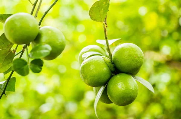 Ağaçta yeşil limon, Chiangmai Tayland.