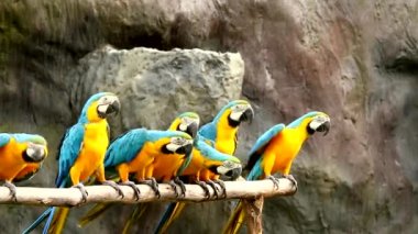 Chiangmai Tayland 'da Macaw kuşları