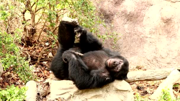 Szympansy Lesie — Wideo stockowe