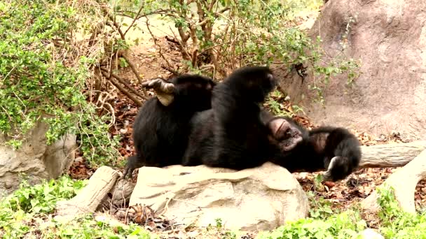 Chimpansee Het Bos — Stockvideo