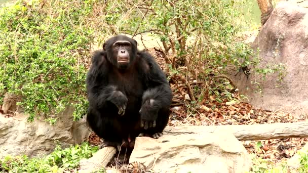 Chimpansee Het Bos — Stockvideo