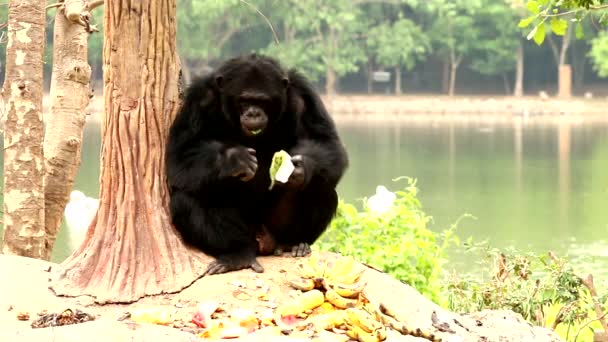 Chimpansee Het Bos — Stockvideo