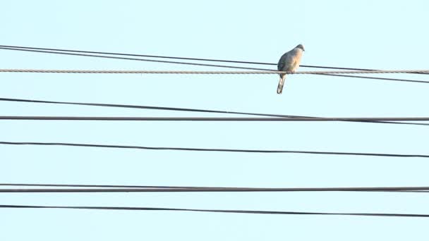泰国清迈的禽鸟紧紧抓住铁丝 — 图库视频影像