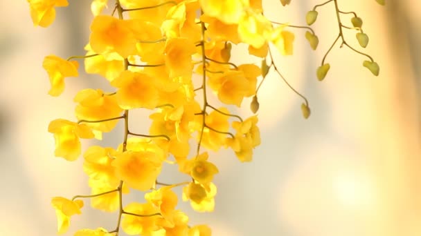 Dendrobium Lindleyi Orchideenblüten Garten Chiangmai Thailand — Stockvideo