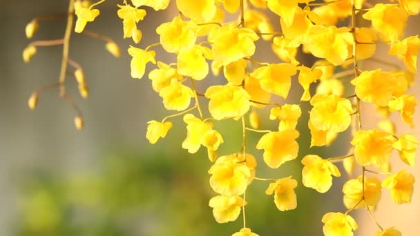 Dendrobium Lindleyi Flores Orquídea Jardín Chiangmai Tailandia — Vídeos de Stock