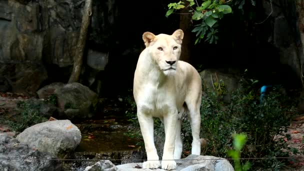 Primer León Blanco Chiangmai Tailandia — Vídeo de stock