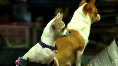Köpek yerde oturuyor, Chiangmai Tayland 'ın dışında.