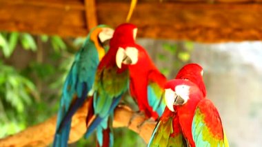 Chiangmai Tayland 'da Macaw kuşları