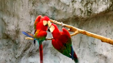 Chiangmai Tayland 'da Macaw kuşları