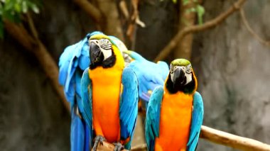 Chiangmai Tayland 'da Macaw kuşları