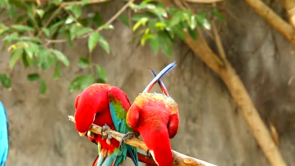 Macaw Ptáků Chiangmai Thajsku — Stock video